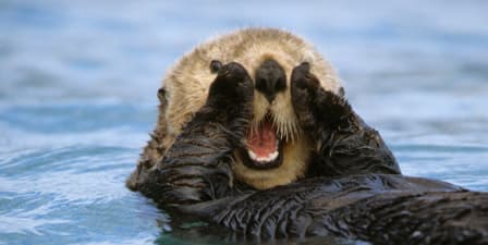 Nicolas Corda, stand-up comedian